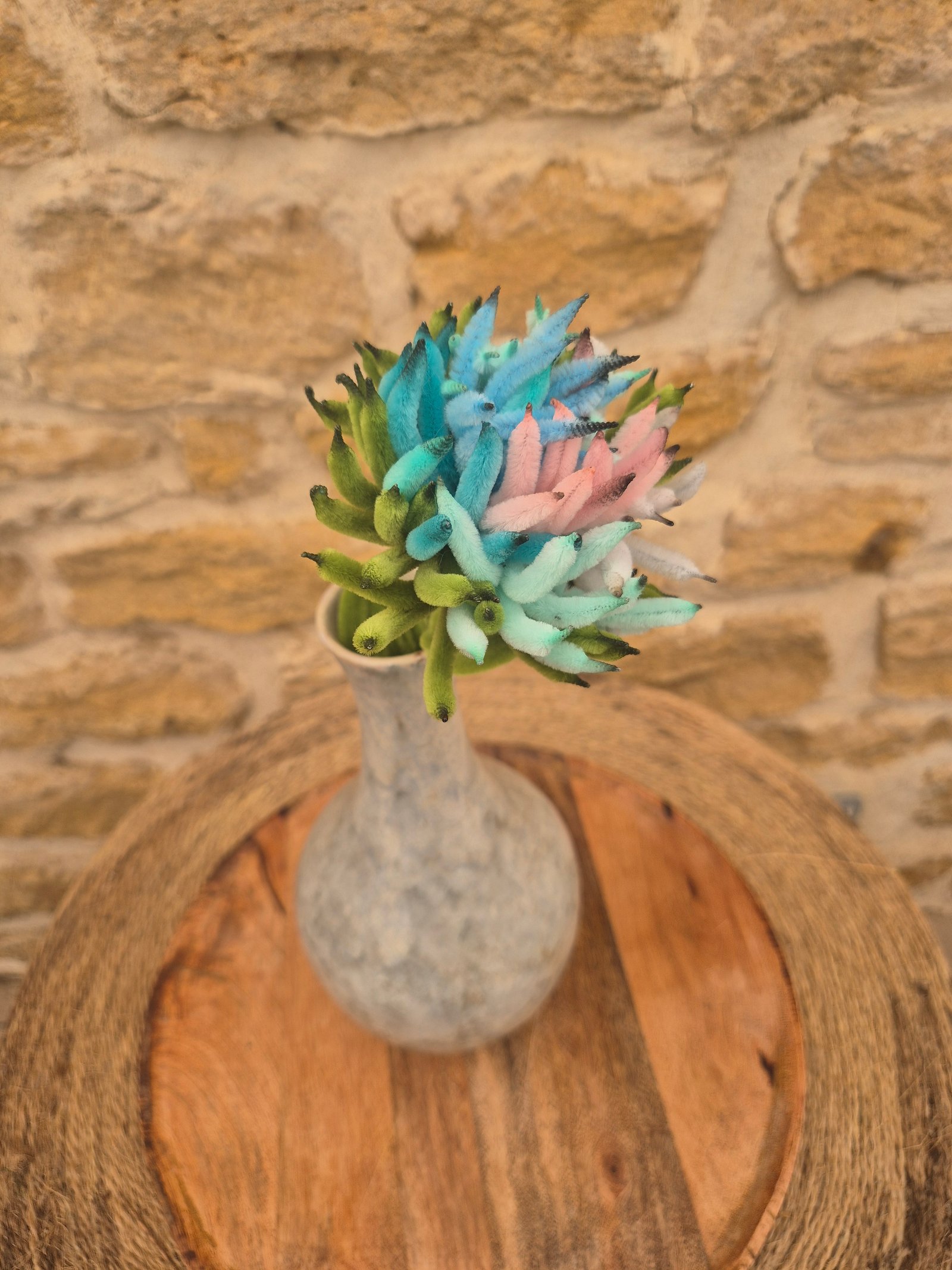Chrysanthème multicolore