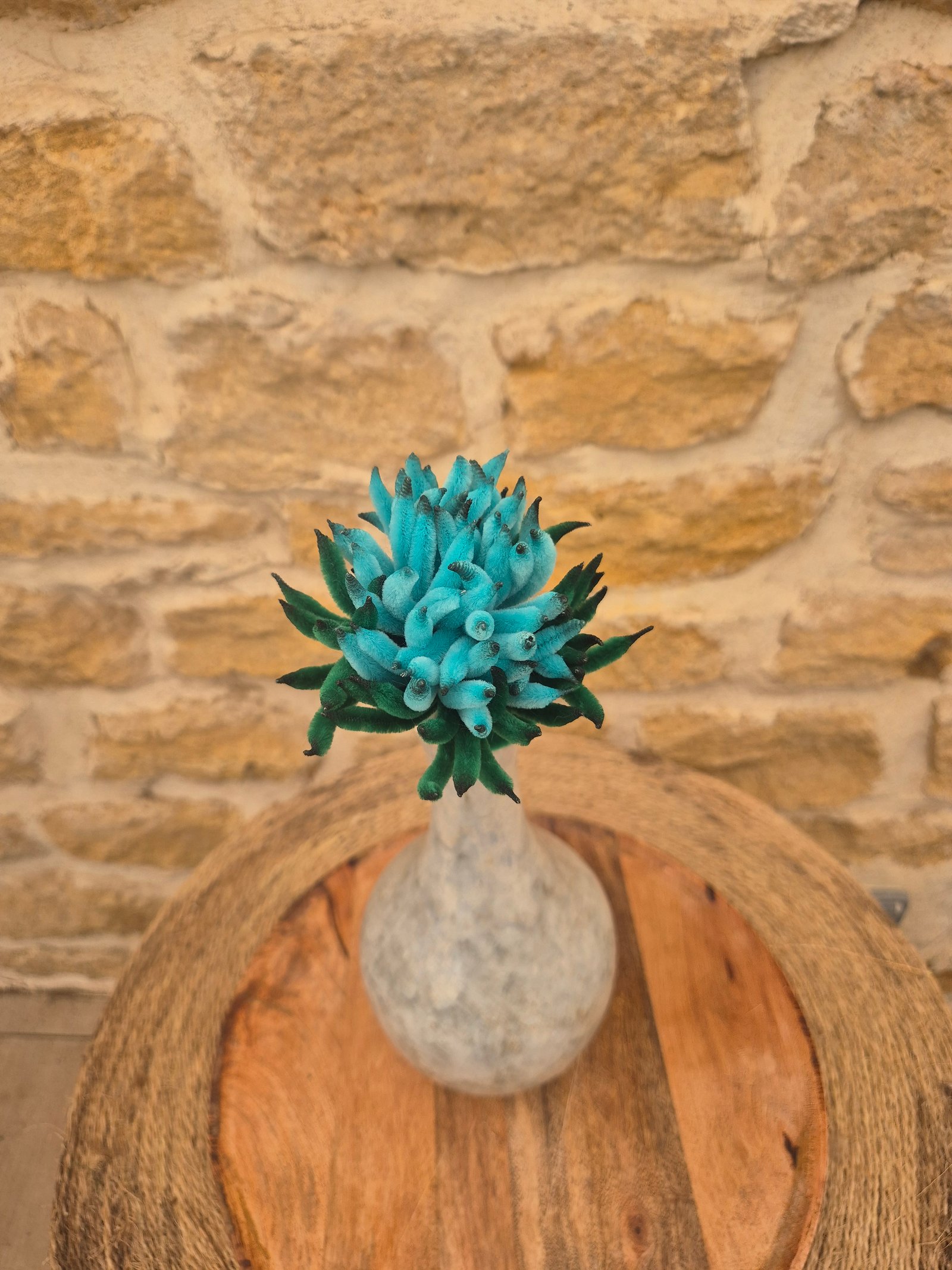Chrysanthème bleu turquoise