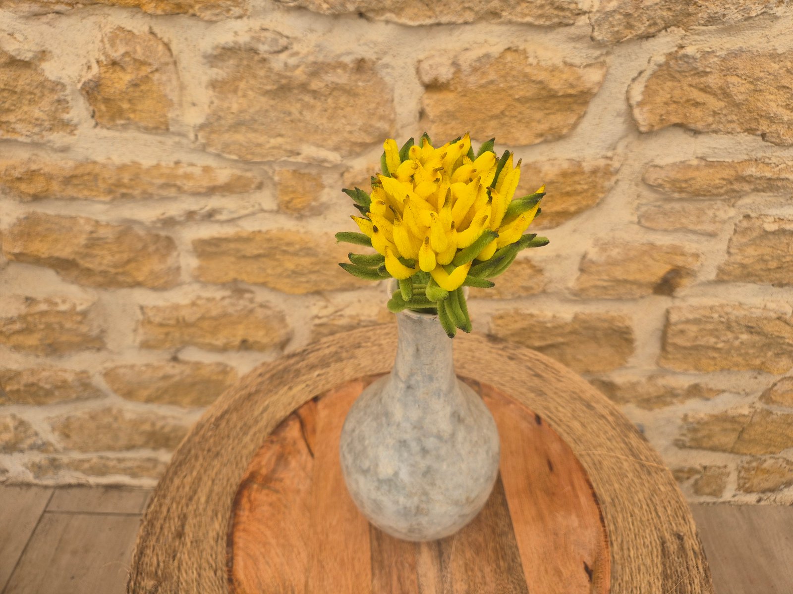Chrysanthème jaune foncé