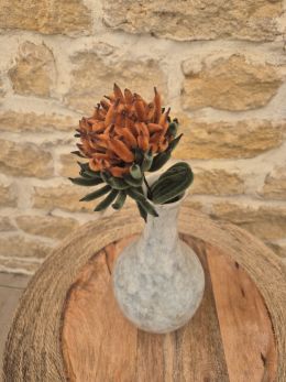 Chrysanthème brun