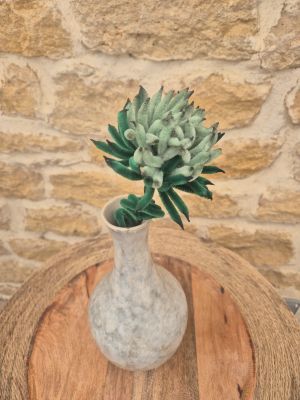 Chrysanthème vert bambou