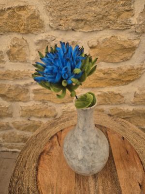 Chrysanthème bleue