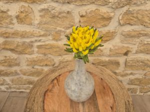 Chrysanthème jaune foncé